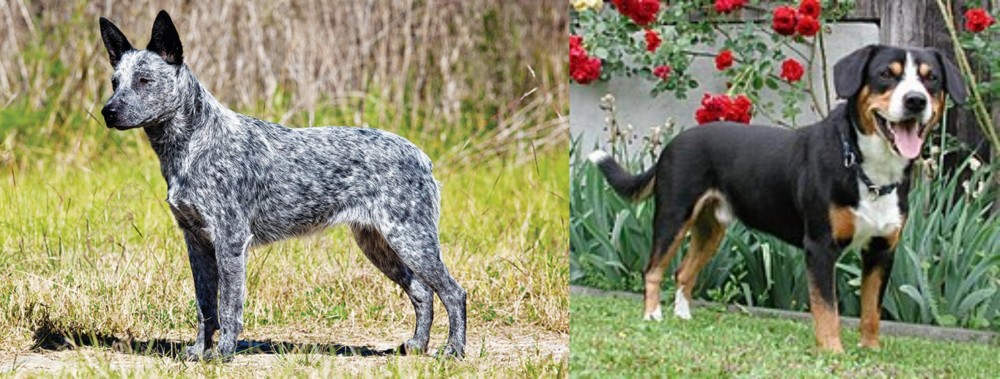 Entlebucher Mountain Dog vs Australian Stumpy Tail Cattle Dog - Breed Comparison