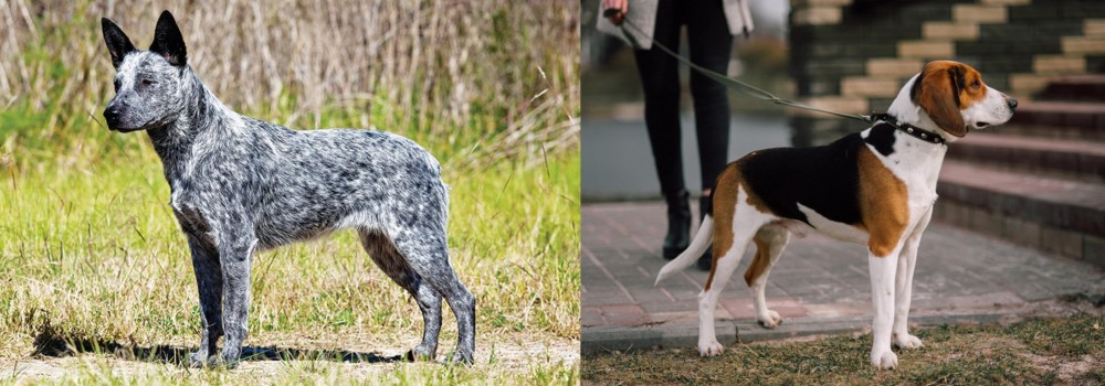 Estonian Hound vs Australian Stumpy Tail Cattle Dog - Breed Comparison