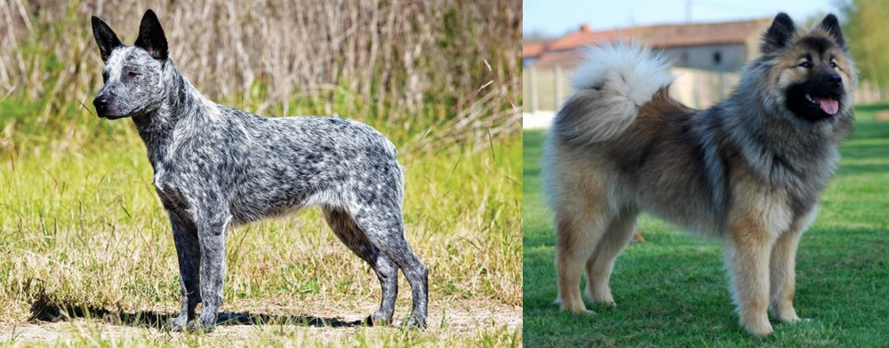 Eurasier vs Australian Stumpy Tail Cattle Dog - Breed Comparison