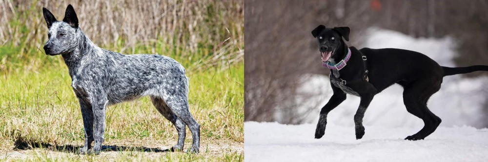 Eurohound vs Australian Stumpy Tail Cattle Dog - Breed Comparison