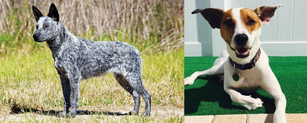 Feist vs Australian Stumpy Tail Cattle Dog - Breed Comparison