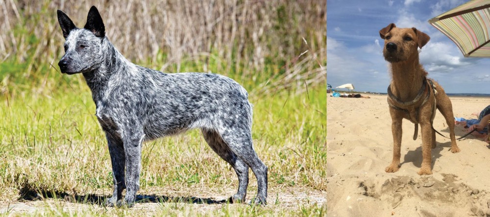 Fell Terrier vs Australian Stumpy Tail Cattle Dog - Breed Comparison