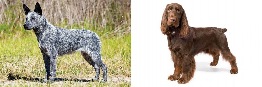 Field Spaniel vs Australian Stumpy Tail Cattle Dog - Breed Comparison