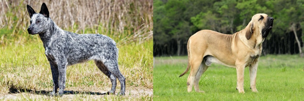 Fila Brasileiro vs Australian Stumpy Tail Cattle Dog - Breed Comparison