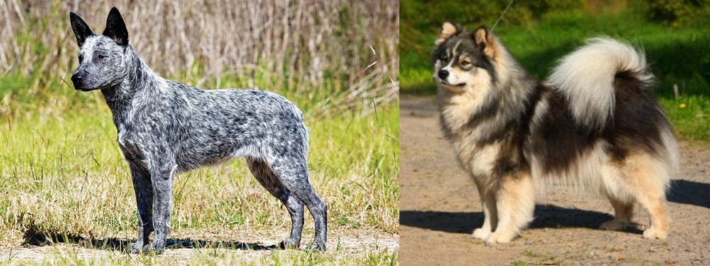 Finnish Lapphund vs Australian Stumpy Tail Cattle Dog - Breed Comparison
