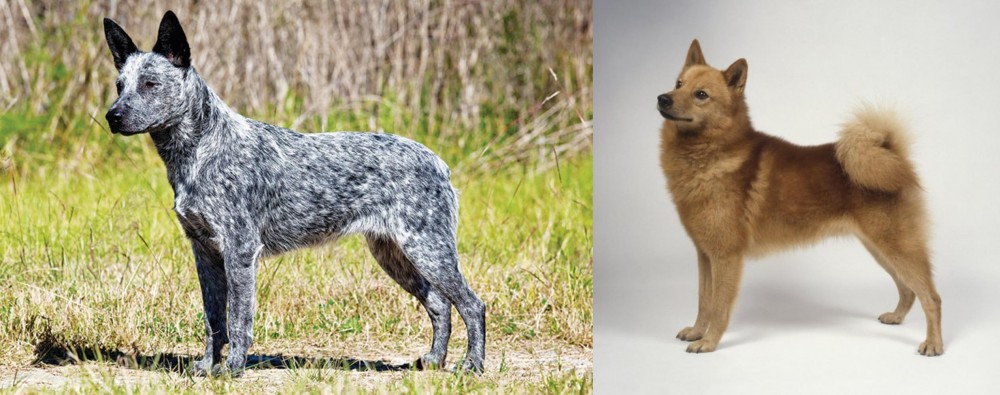 Finnish Spitz vs Australian Stumpy Tail Cattle Dog - Breed Comparison