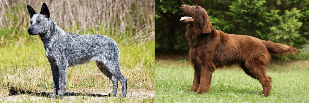 Flat-Coated Retriever vs Australian Stumpy Tail Cattle Dog - Breed Comparison