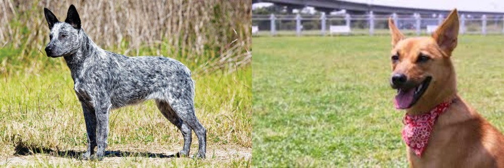 Formosan Mountain Dog vs Australian Stumpy Tail Cattle Dog - Breed Comparison