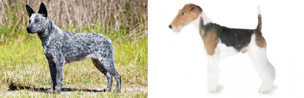 Fox Terrier vs Australian Stumpy Tail Cattle Dog - Breed Comparison