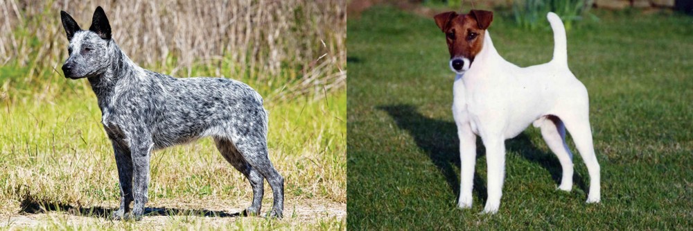 Fox Terrier (Smooth) vs Australian Stumpy Tail Cattle Dog - Breed Comparison