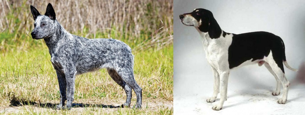 Francais Blanc et Noir vs Australian Stumpy Tail Cattle Dog - Breed Comparison