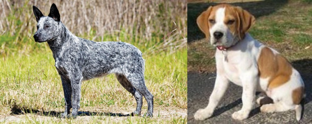 Francais Blanc et Orange vs Australian Stumpy Tail Cattle Dog - Breed Comparison