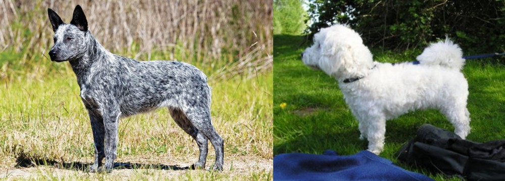 Franzuskaya Bolonka vs Australian Stumpy Tail Cattle Dog - Breed Comparison