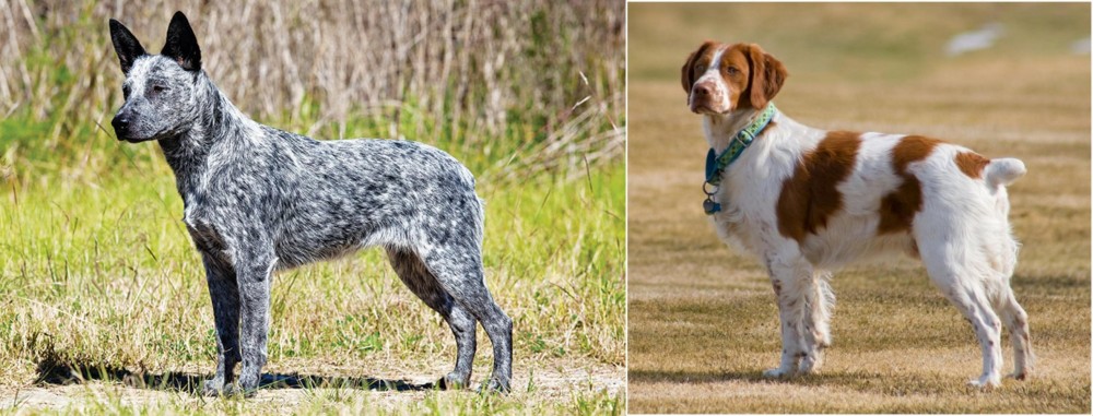 French Brittany vs Australian Stumpy Tail Cattle Dog - Breed Comparison