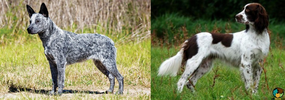 French Spaniel vs Australian Stumpy Tail Cattle Dog - Breed Comparison