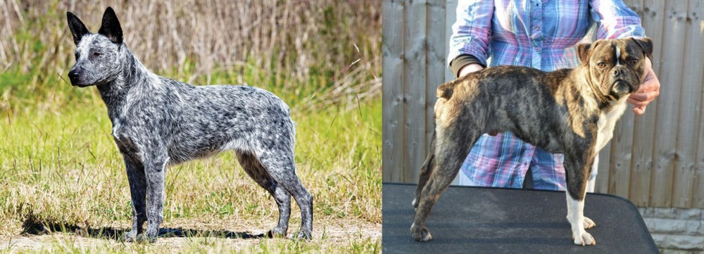 Fruggle vs Australian Stumpy Tail Cattle Dog - Breed Comparison