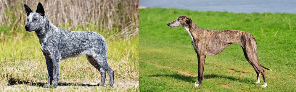 Galgo Espanol vs Australian Stumpy Tail Cattle Dog - Breed Comparison