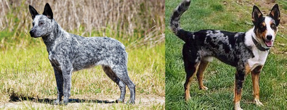 German Coolie vs Australian Stumpy Tail Cattle Dog - Breed Comparison