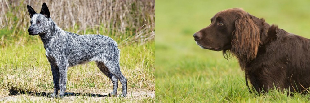 German Longhaired Pointer vs Australian Stumpy Tail Cattle Dog - Breed Comparison