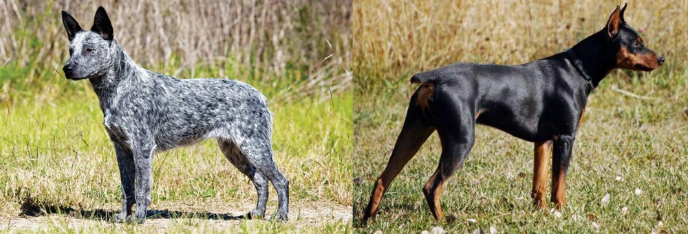 German Pinscher vs Australian Stumpy Tail Cattle Dog - Breed Comparison