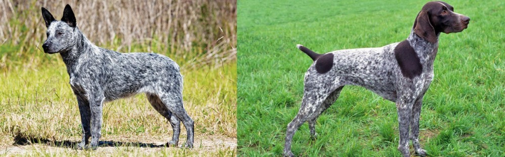 German Shorthaired Pointer vs Australian Stumpy Tail Cattle Dog - Breed Comparison