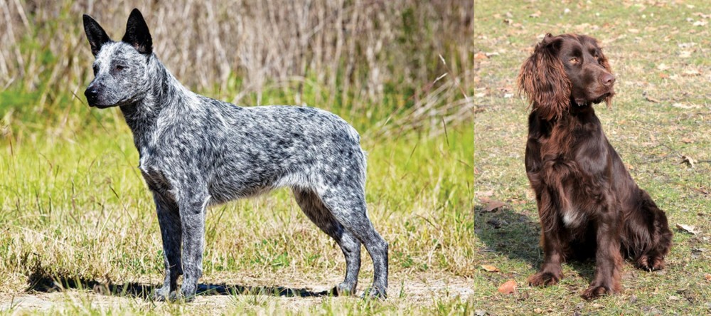 German Spaniel vs Australian Stumpy Tail Cattle Dog - Breed Comparison