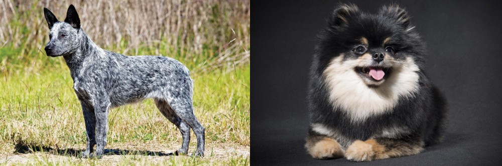 German Spitz (Klein) vs Australian Stumpy Tail Cattle Dog - Breed Comparison