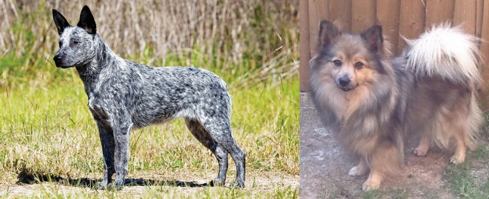 German Spitz (Mittel) vs Australian Stumpy Tail Cattle Dog - Breed Comparison