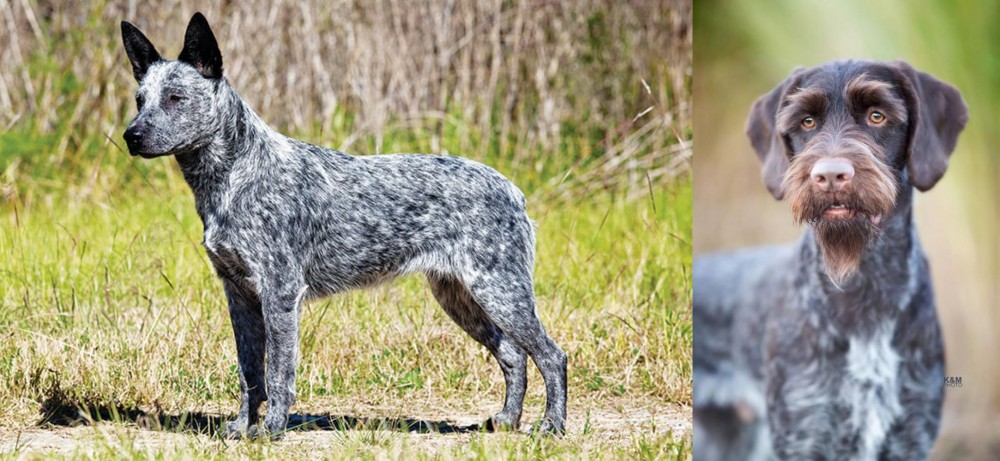 German Wirehaired Pointer vs Australian Stumpy Tail Cattle Dog - Breed Comparison