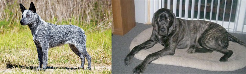 Giant Maso Mastiff vs Australian Stumpy Tail Cattle Dog - Breed Comparison