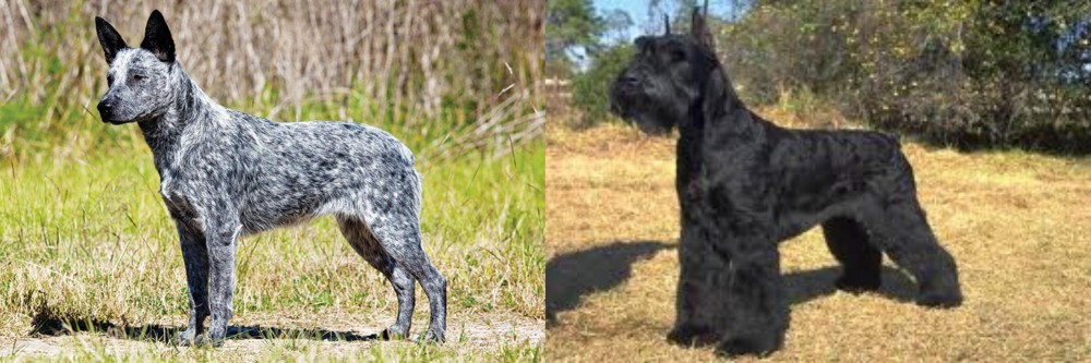 Giant Schnauzer vs Australian Stumpy Tail Cattle Dog - Breed Comparison
