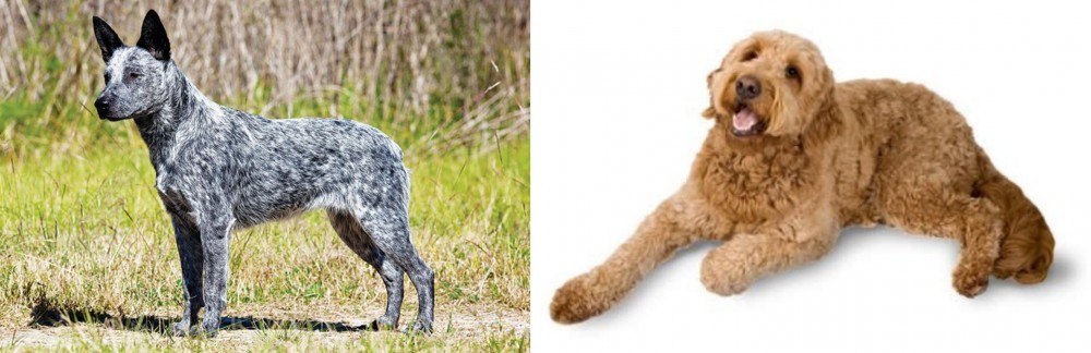 Golden Doodle vs Australian Stumpy Tail Cattle Dog - Breed Comparison
