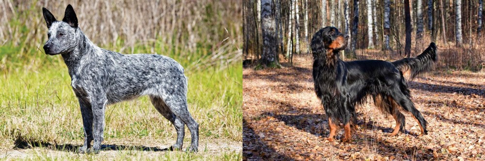 Gordon Setter vs Australian Stumpy Tail Cattle Dog - Breed Comparison