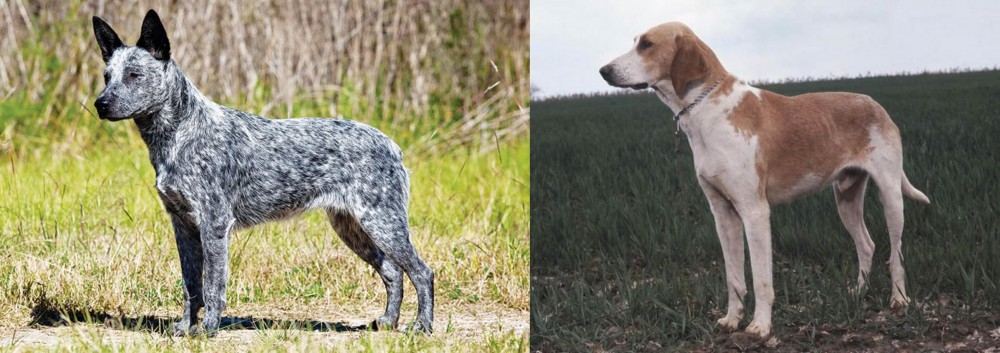 Grand Anglo-Francais Blanc et Orange vs Australian Stumpy Tail Cattle Dog - Breed Comparison