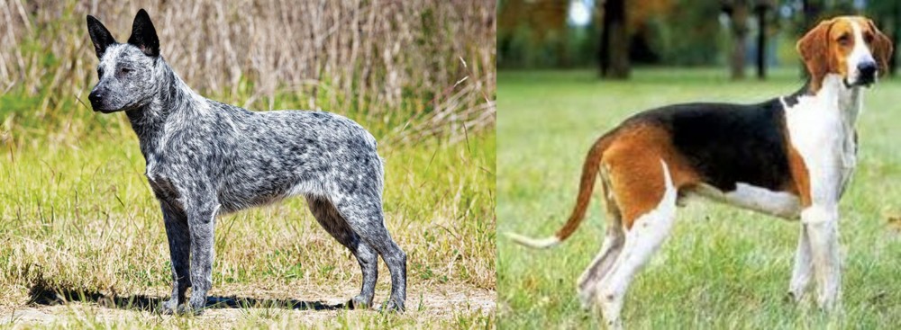 Grand Anglo-Francais Tricolore vs Australian Stumpy Tail Cattle Dog - Breed Comparison