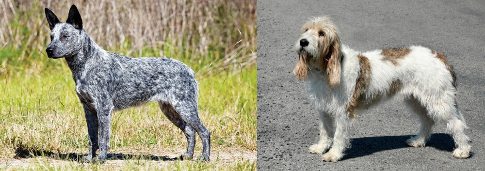 Grand Basset Griffon Vendeen vs Australian Stumpy Tail Cattle Dog - Breed Comparison