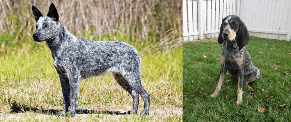 Grand Bleu de Gascogne vs Australian Stumpy Tail Cattle Dog - Breed Comparison
