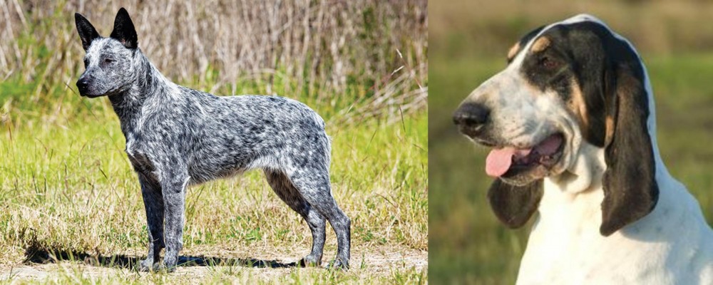 Grand Gascon Saintongeois vs Australian Stumpy Tail Cattle Dog - Breed Comparison