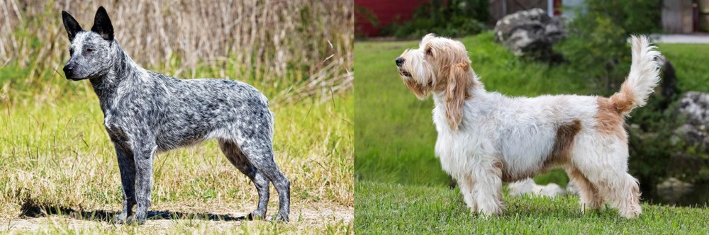 Grand Griffon Vendeen vs Australian Stumpy Tail Cattle Dog - Breed Comparison