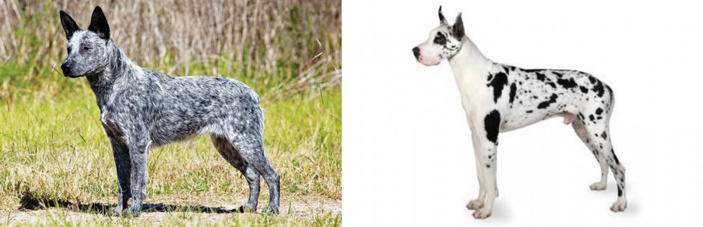 Great Dane vs Australian Stumpy Tail Cattle Dog - Breed Comparison