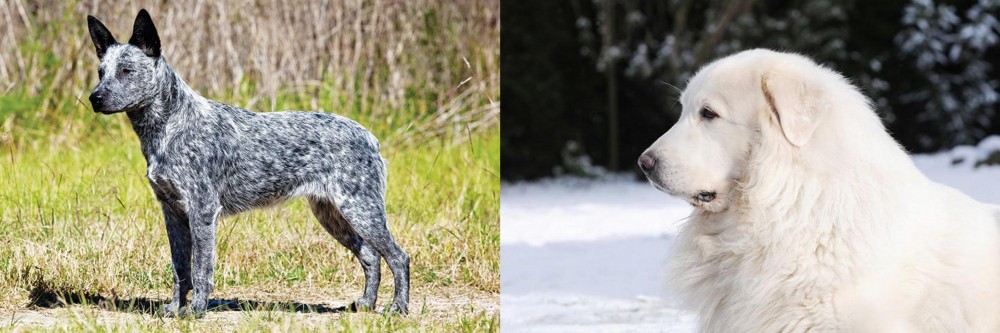 Great Pyrenees vs Australian Stumpy Tail Cattle Dog - Breed Comparison