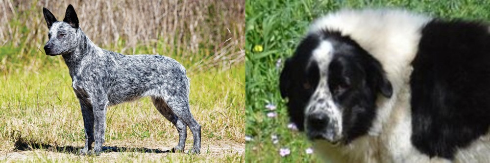 Greek Sheepdog vs Australian Stumpy Tail Cattle Dog - Breed Comparison