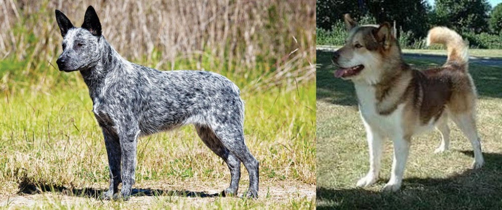 Greenland Dog vs Australian Stumpy Tail Cattle Dog - Breed Comparison