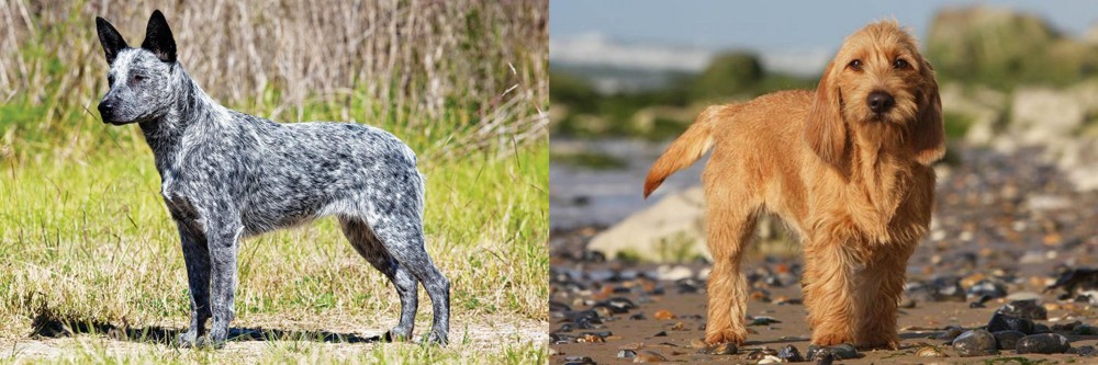 Griffon Fauve de Bretagne vs Australian Stumpy Tail Cattle Dog - Breed Comparison
