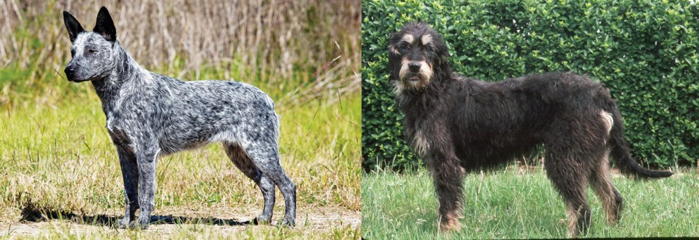 Griffon Nivernais vs Australian Stumpy Tail Cattle Dog - Breed Comparison