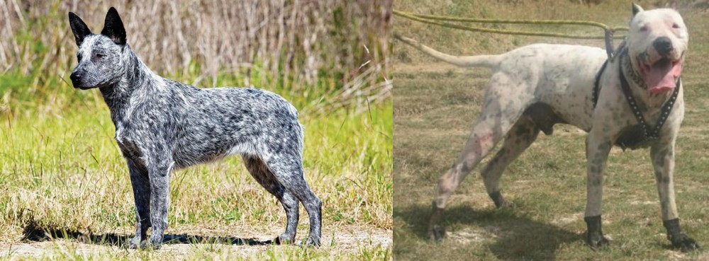 Gull Dong vs Australian Stumpy Tail Cattle Dog - Breed Comparison