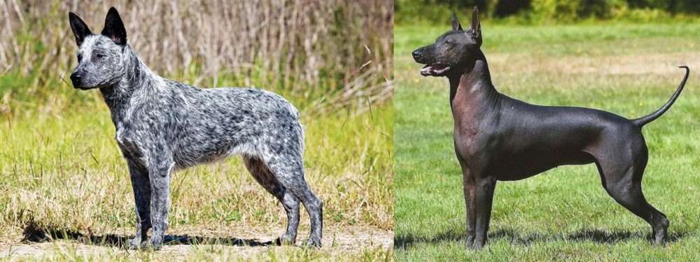 Hairless Khala vs Australian Stumpy Tail Cattle Dog - Breed Comparison