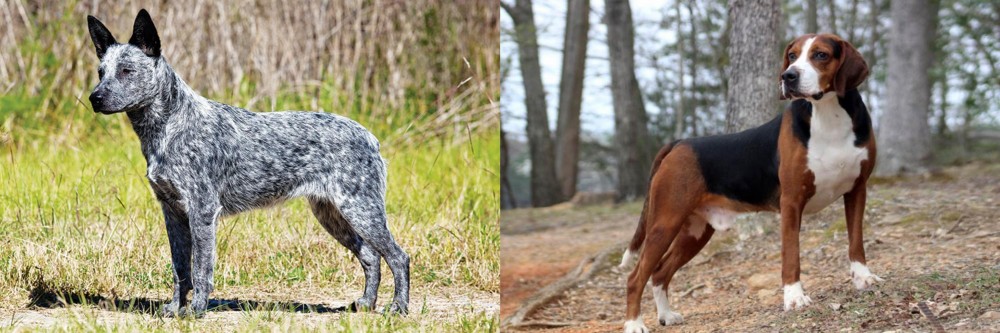 Hamiltonstovare vs Australian Stumpy Tail Cattle Dog - Breed Comparison