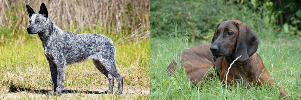 Hanover Hound vs Australian Stumpy Tail Cattle Dog - Breed Comparison