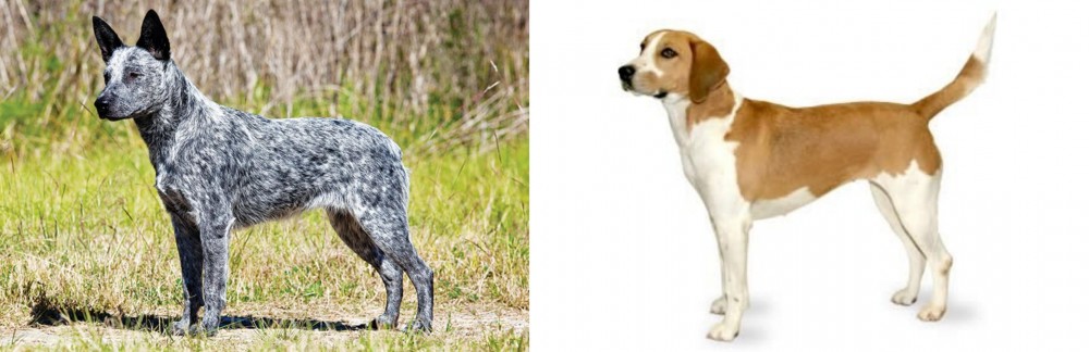 Harrier vs Australian Stumpy Tail Cattle Dog - Breed Comparison
